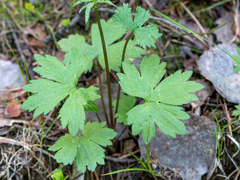 Ranunculus propinquus