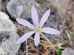 Colchicum cupanii