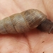 Decollate Snail - Photo (c) Oliver H., some rights reserved (CC BY-NC), uploaded by Oliver H.