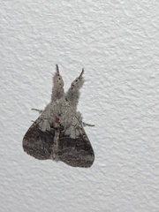 Calliteara pudibunda