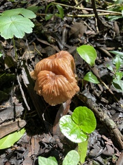 Collybiopsis villosipes