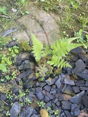 Dryopteris cristata