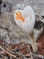 Crocus laevigatus