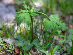 Ranunculus propinquus