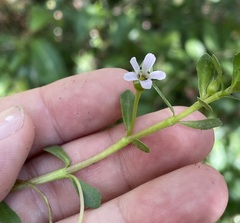 Bacopa monnieri