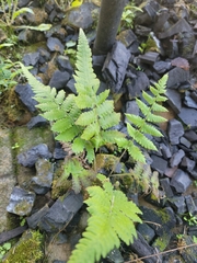 Dryopteris cristata