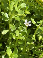 Bacopa monnieri