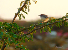 Prinia rufifrons