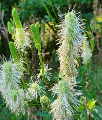 Sanguisorba canadensis