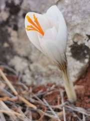 Crocus laevigatus