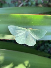 Geometra papilionaria