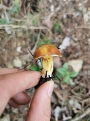 Suillus mediterraneensis