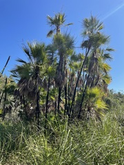 Acoelorraphe wrightii