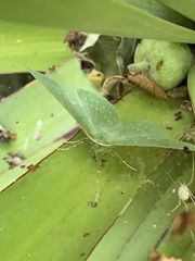 Geometra papilionaria