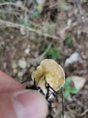 Suillus mediterraneensis