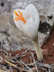 Crocus laevigatus