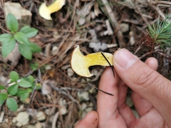Suillus mediterraneensis