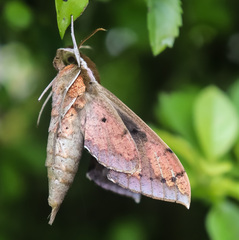 Rhagastis albomarginata
