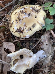 Amanita junquillea