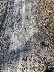 Meleagris gallopavo silvestris