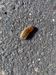 Spilosomina