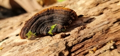 Hymenochaete rubiginosa