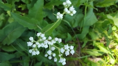 Parthenium integrifolium