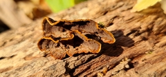 Hymenochaete rubiginosa