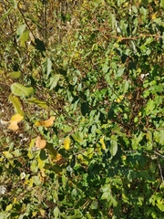 Betula pendula