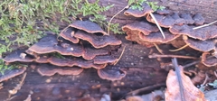 Hymenochaete rubiginosa