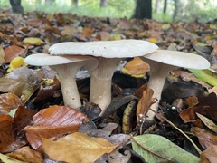 Infundibulicybe geotropa