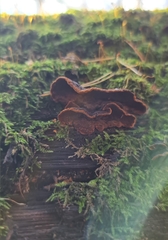 Hymenochaete rubiginosa