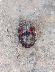 Platyphora congregata