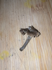 Craterellus undulatus