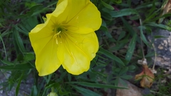 Oenothera macrocarpa