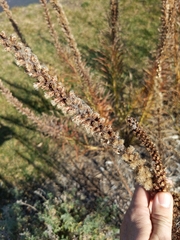 Liatris pycnostachya