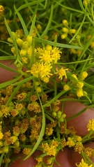 Euthamia gymnospermoides