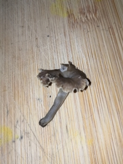 Craterellus undulatus