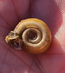 Planorbella campanulata