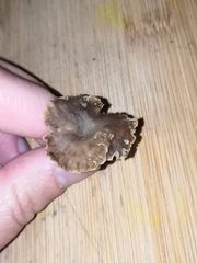 Craterellus undulatus