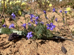 Aptosimum procumbens
