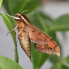 Rhagastis albomarginata