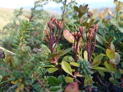 Rhododendron kotschyi
