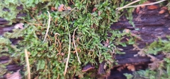 Bryopsida