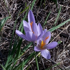 Crocus salzmannii