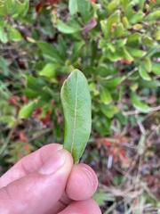 Myrica gale
