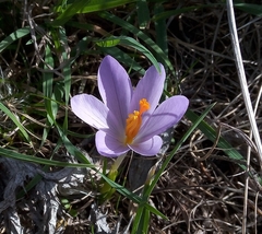 Crocus salzmannii