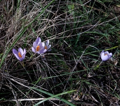 Crocus salzmannii