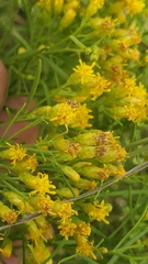 Euthamia gymnospermoides