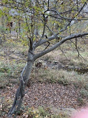 Celtis tenuifolia